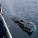 15年越しの恩返し―救われたクジラの娘が研究船を離れなかった理由