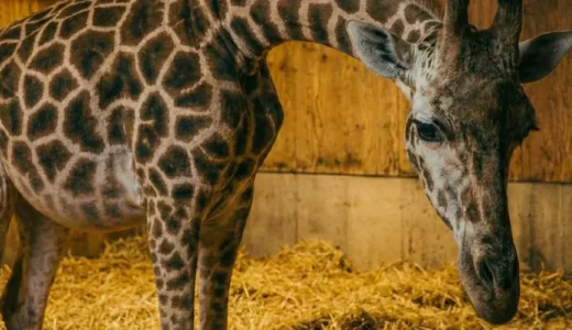深夜の動物園で誕生したキリンの赤ちゃん、飼育員が見て絶句した理由