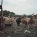 農場の全動物が10年間避け続けた「禁じられた一角」―工事で地面を掘ったとき、息子が声を失った理由