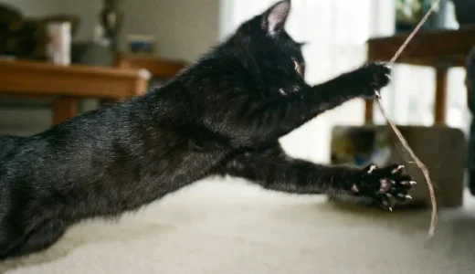 拾った子猫500g、3ヶ月後30kg。獣医は震える手で警察に通報した